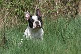 BOULEDOGUE FRANCAIS 408